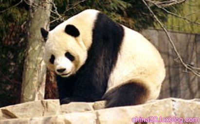 خرس پاندا یکی از دیدنی های زنده و منحصر به فرد چین